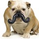 Illustration for article titled Everything You Need To Completely and Utterly Humiliate Your Pet